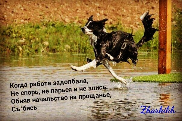 Поздравления, смешные картинки достала работа