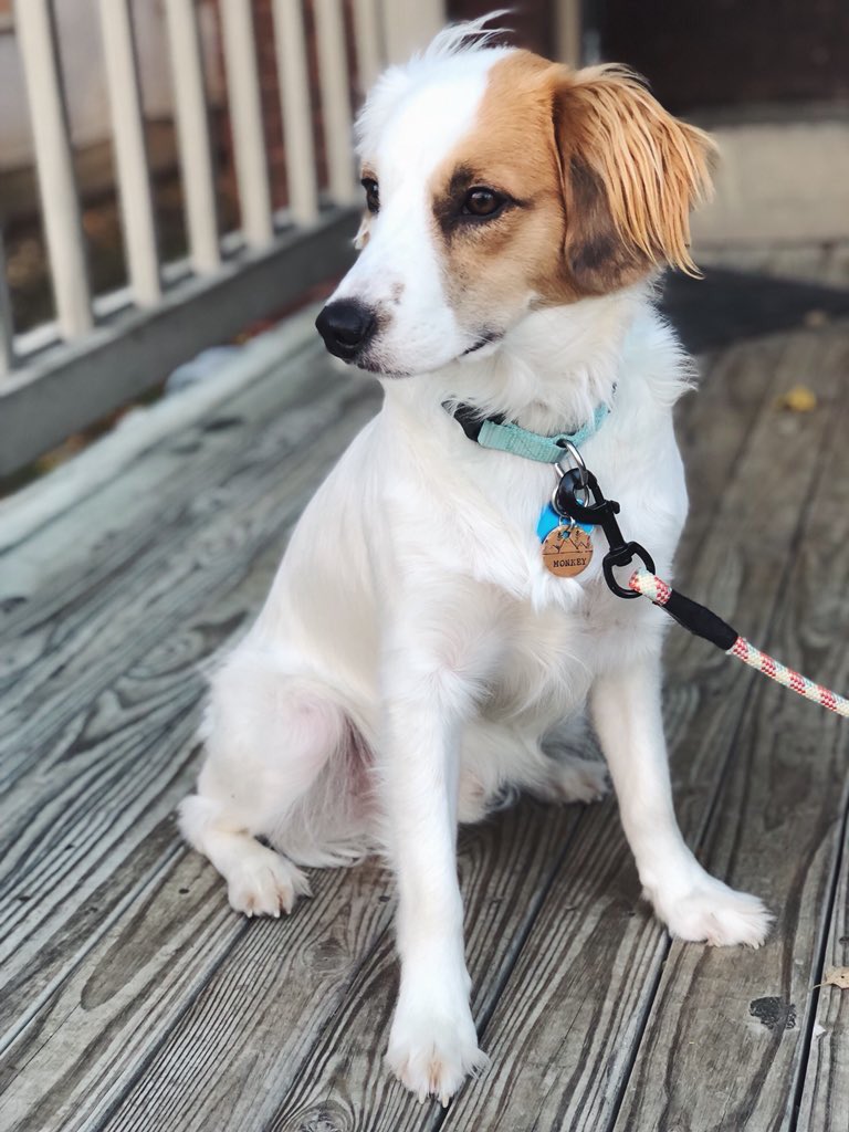 DogsOfOSU tweet picture