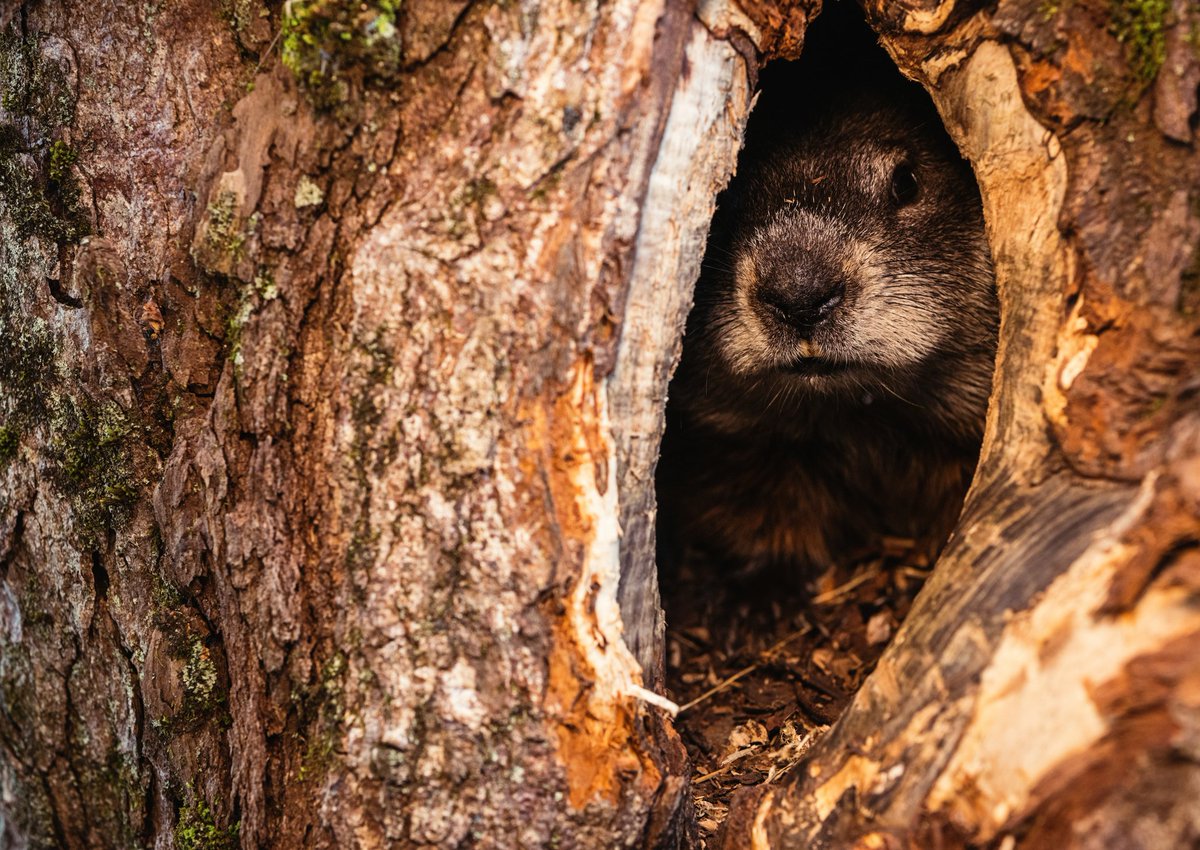 It's Groundhog Day! While the groundhog tends to stay close to the ground, it can climb trees. So if Punxsutawney Phil were to climb a tree in his home of Pennsylvania, maybe it's the state tree, the Eastern Hemlock! #6moreweeksofwinter