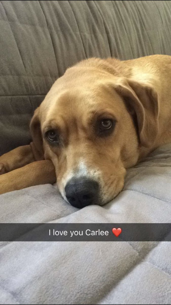 car1eee's tweet photo. my dog ellie is an angel. her favorite place to snuggle is on the couch, with her pillow or with you. she loves to pose for the camera. 14/10 would come home from college just to snuggle with her @dog_rates https://t.co/bCqzC71bna