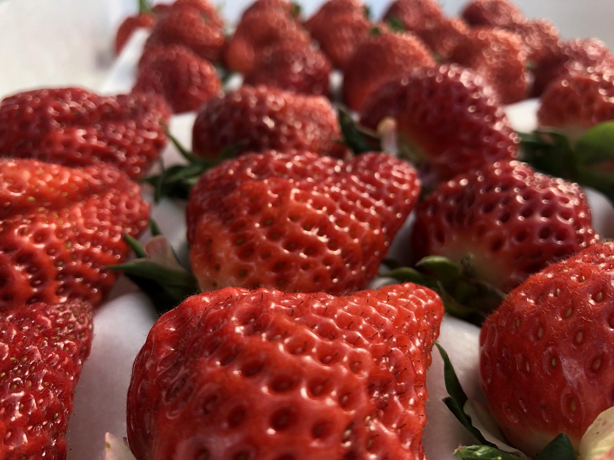 湯沢町観光まちづくり機構 旧湯沢町観光協会 公式 湯沢いちご村では摘み取り体験や 摘み取ったばかりの大ぶりのいちご をその場で堪能することができます 新潟県が誇るいちご 越後姫 是非ともご堪能下さい T Co Ze0opdj4rx いちご 苺