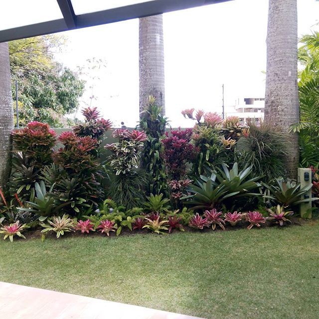 BotanikusVe's tweet photo. #paisajismo #bromelias, #diseñodejardines #vriesea , #neoregelia , #aechmeas https://t.co/IkR7Z3Uj6t