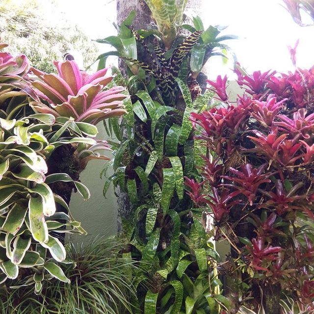 BotanikusVe's tweet photo. #vriesea , #aechmeas . Decoración del chaguaramo con un arreglo de Vriesea ospinae Aechme chantinii, Aechmea bert y Vriesea splendes https://t.co/Cw1FPqtewa