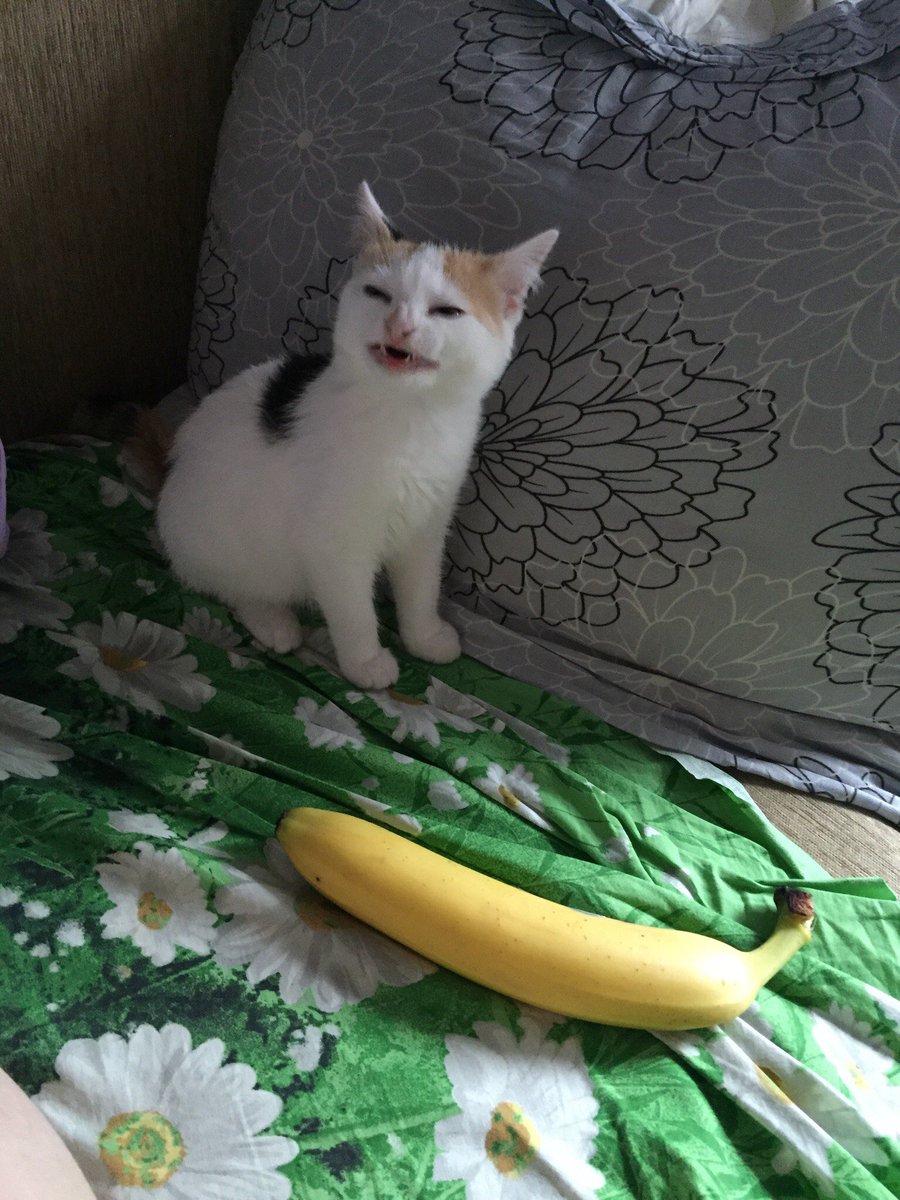 ShmuppyTiger's tweet photo. theres a lot of rly upsetting stuff in the world today but just know that the "cat no banana" cat is female, has kittens of her own, and a blog here: https://t.co/WQFmFQJCO9 https://t.co/CO0xGSNnxJ