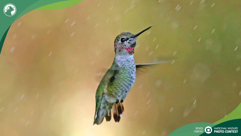 NWF's tweet photo. The threats to our nation’s wildlife are intensifying. Record-breaking loss of habitat, the effects of climate change &amp; other threats have left wildlife more imperiled than ever. Please join our work to protect wildlife w/ a tax-deductible donation! https://t.co/UDr60iPOW7 https://t.co/0GQWuJmvF6