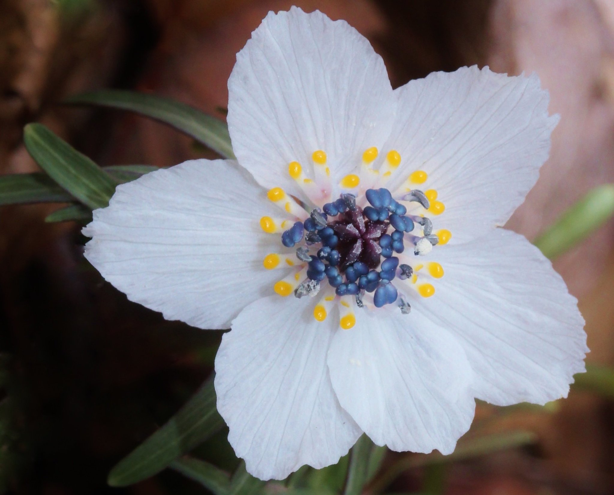 花 2月3日の花 セツブンソウ 節分草 花言葉 気品 キンポウゲ科セツブンソウ属 原産地 日本 古名 イエニレ 学名のエランシスは キリシャ語で春の花の意味 節分 立春の前日 季節の変わり目には 邪気 鬼 花 2月3日の花 セツブンソウ 節分草 花言葉 気品 キンポウゲ科セツブンソウ属 原産地 日本 古名 イエニレ 学名のエランシスは キリシャ語で春の花の意味 節分 立春の前日 季節の変わり目には 邪気 鬼