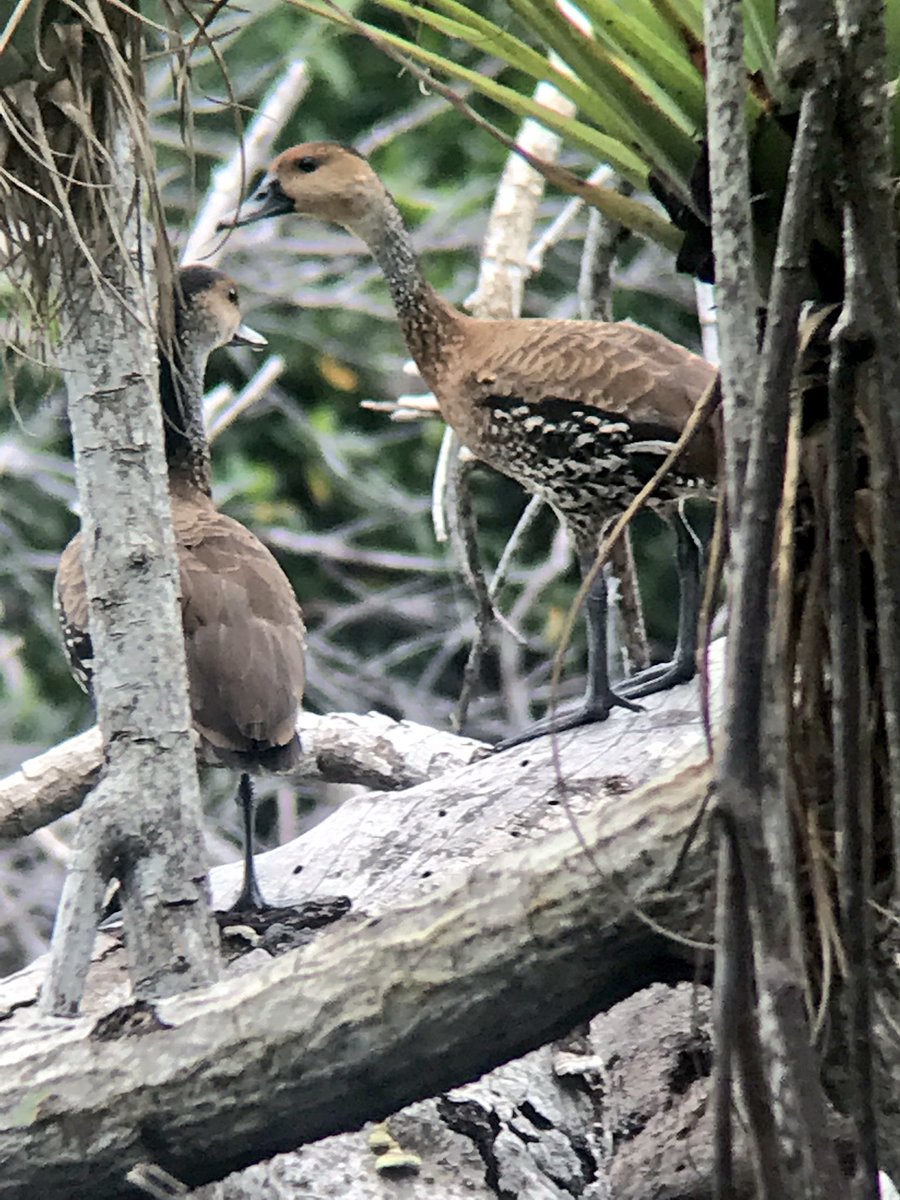 The #mangroves provide ample foraging/roosting opportunities! These West Indian Whistling Ducks (photo: @BryantDossman) are a Jamaican resident. They are nocturnal, very secretive, and listed as vulnerable by @IUCNRedList b/c of habitat loss. #WorldWetlandsDay #protectmangroves