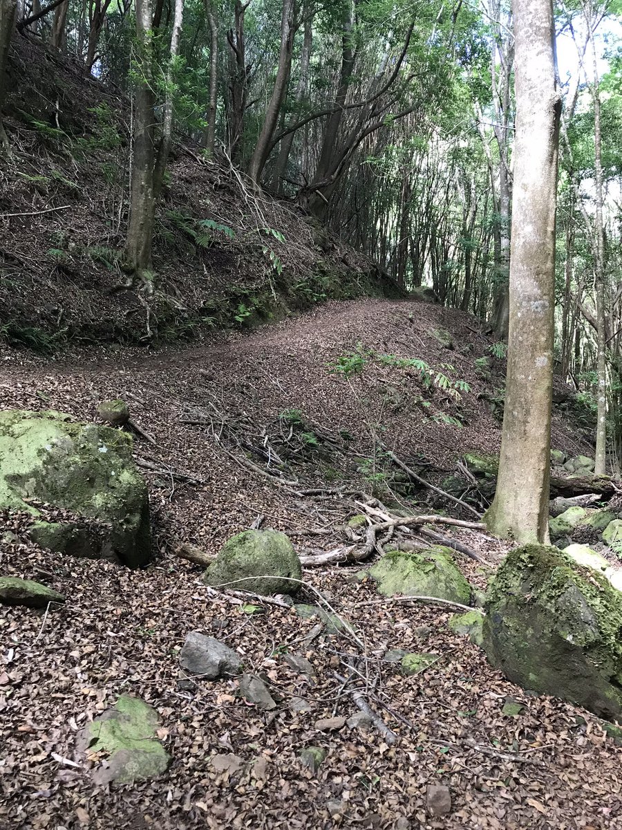 MEATendurance's tweet photo. find a #forest &amp; take the trail #Makawao https://t.co/F7WnPV3wBp