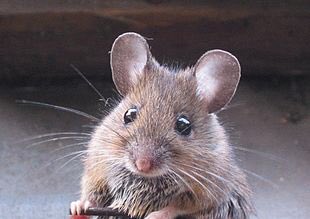BugginOutRadio's tweet image. Droppings from mice and rats are another largely preventable household allergen. Keep rodents out by sealing all cracks and gaps around your home! #rodents #longisland #foodsafety #bacteria #allergy #Suffolk
