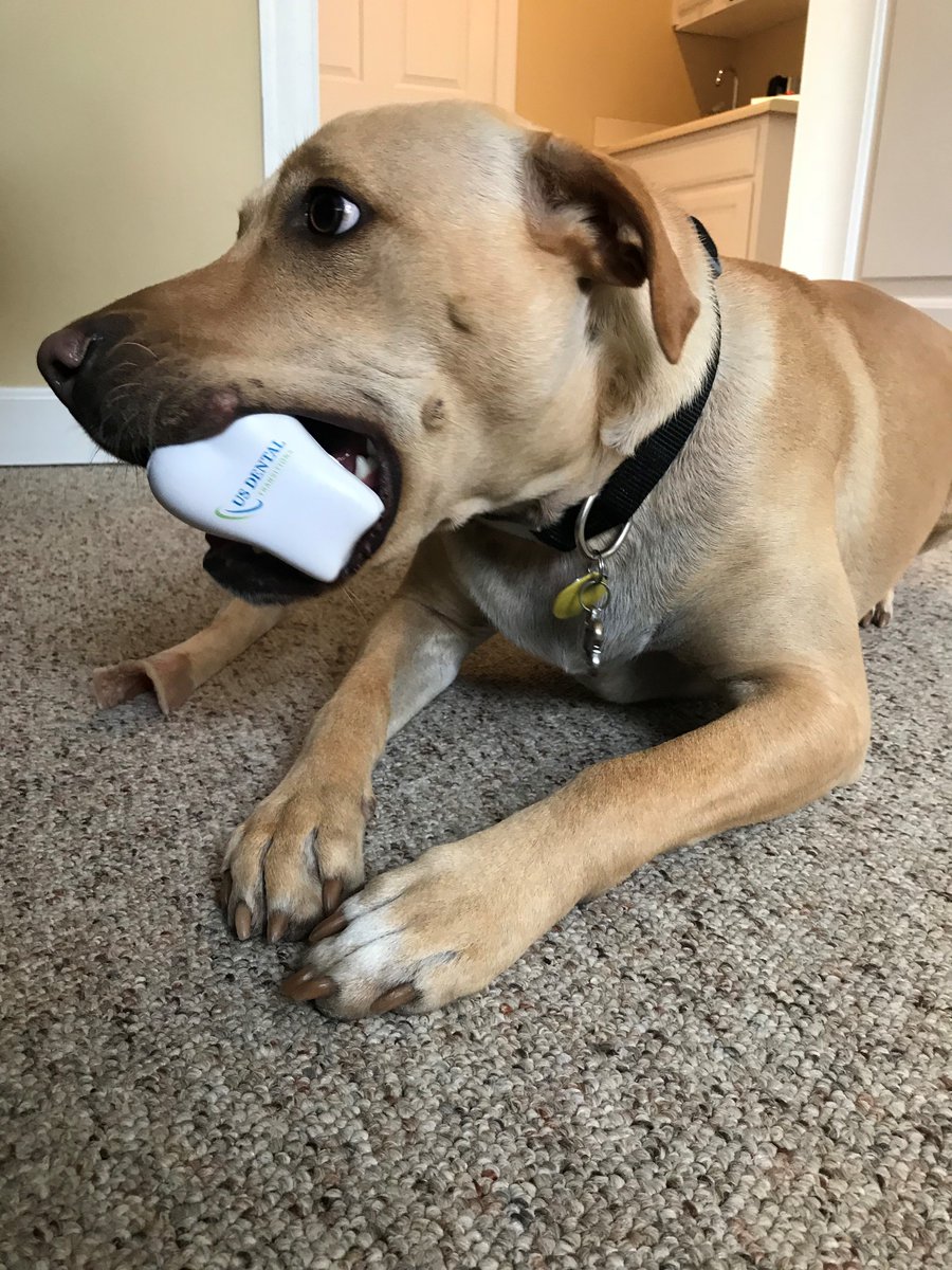 goUSDT's tweet photo. Meet our newest team member, Blaze!
#dentaltransitions #dentalpracticetransitions #dentistry #dental #dentist #retirement #practicemerger #dentalbroker #dentalpracticeforsale #practiceforsale #gousdt #usdentaltransitions #dogsofinstagram https://t.co/wTIkHtG2Uc