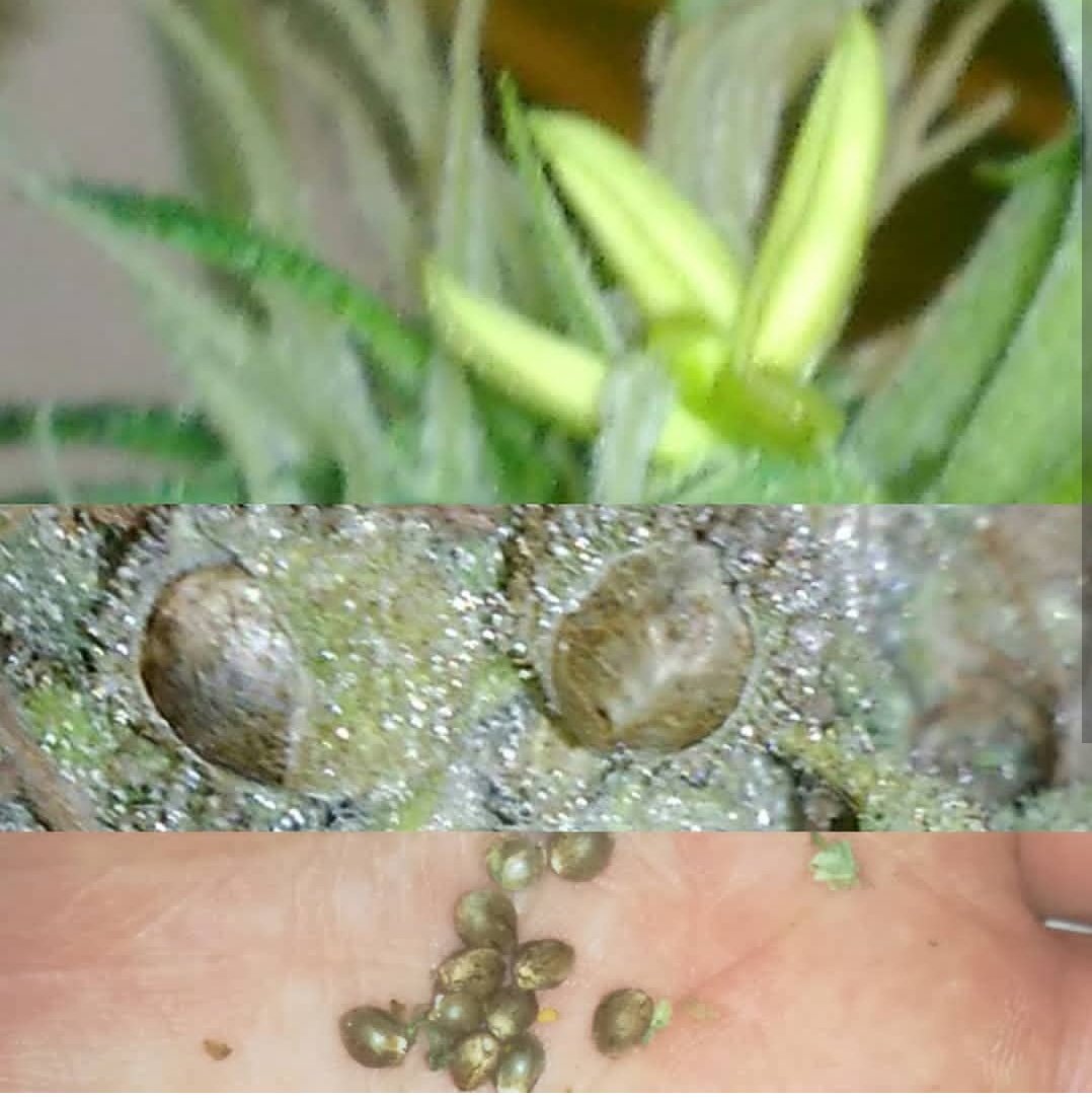 Valla año de Sweet seeds.. Todos los Cultivos hermafroditas y machos, sobretodo en la variedad Green Poison! Una vergüenza.