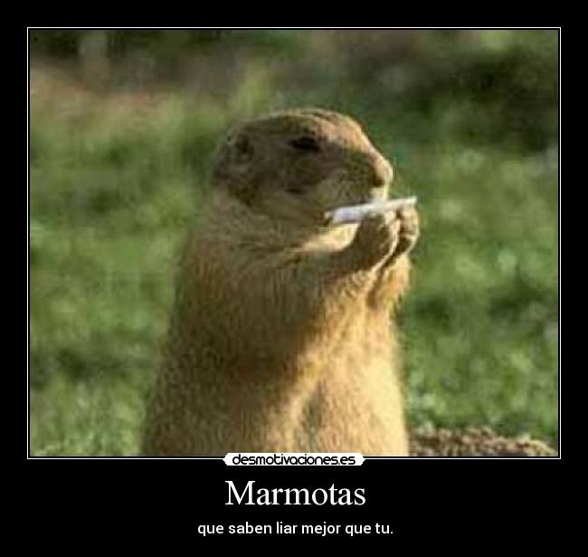 GeaSeeds's tweet photo. Feliz #DiaDeLaMarmota! #Desmotivaciones 🌱🙈🌞❄ https://t.co/g2EKA9kLGy