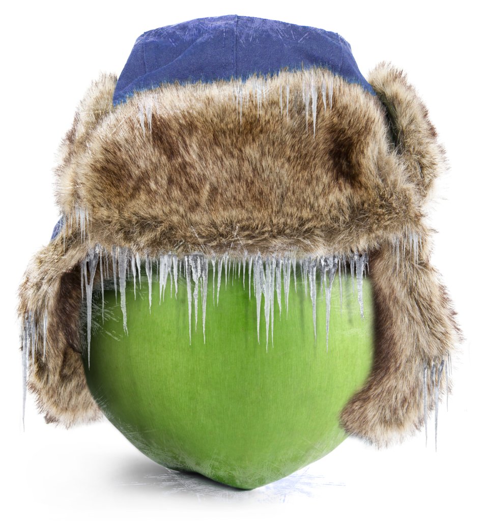 drinkpurebrazil's tweet photo. There are many types of π₯₯coconuts, but we only use greenπ§π· Brazilian AnΓ£o variety, because it contains the best and most refreshing water!
#purebrazilian π΄#coconutwater #organic #realfood #anΓ£o #coco #cocos #coconutlove #hydrate https://t.co/RYres9OTYP