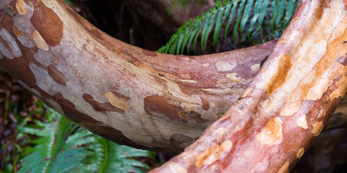 UBCgarden's tweet photo. Now leafless, our Stewartia pseudocamellia (Korean Stewartia) reveals its marvelous, mottled bark. Exfoliation is often a result of thin, brittle bark that that doesn't keep up with the expansion of a tree's girth. #ubcgarden https://t.co/mbSpZaUAj0