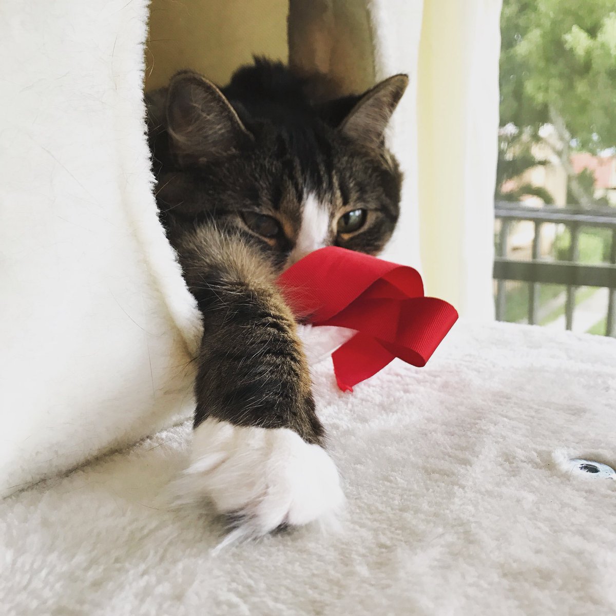 officialpetmio's tweet photo. Just a lil fluff on a Friday 😸☁️🐾 😍 #happyfriday #tgif #fluffykitty #floof #fluffpaw #petsofpetmio https://t.co/gMUobZH4AA