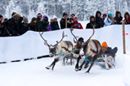 Schon mal ein Rentierrennen gesehen?? Sowas gibt's hier beim Wintermarkt :-)