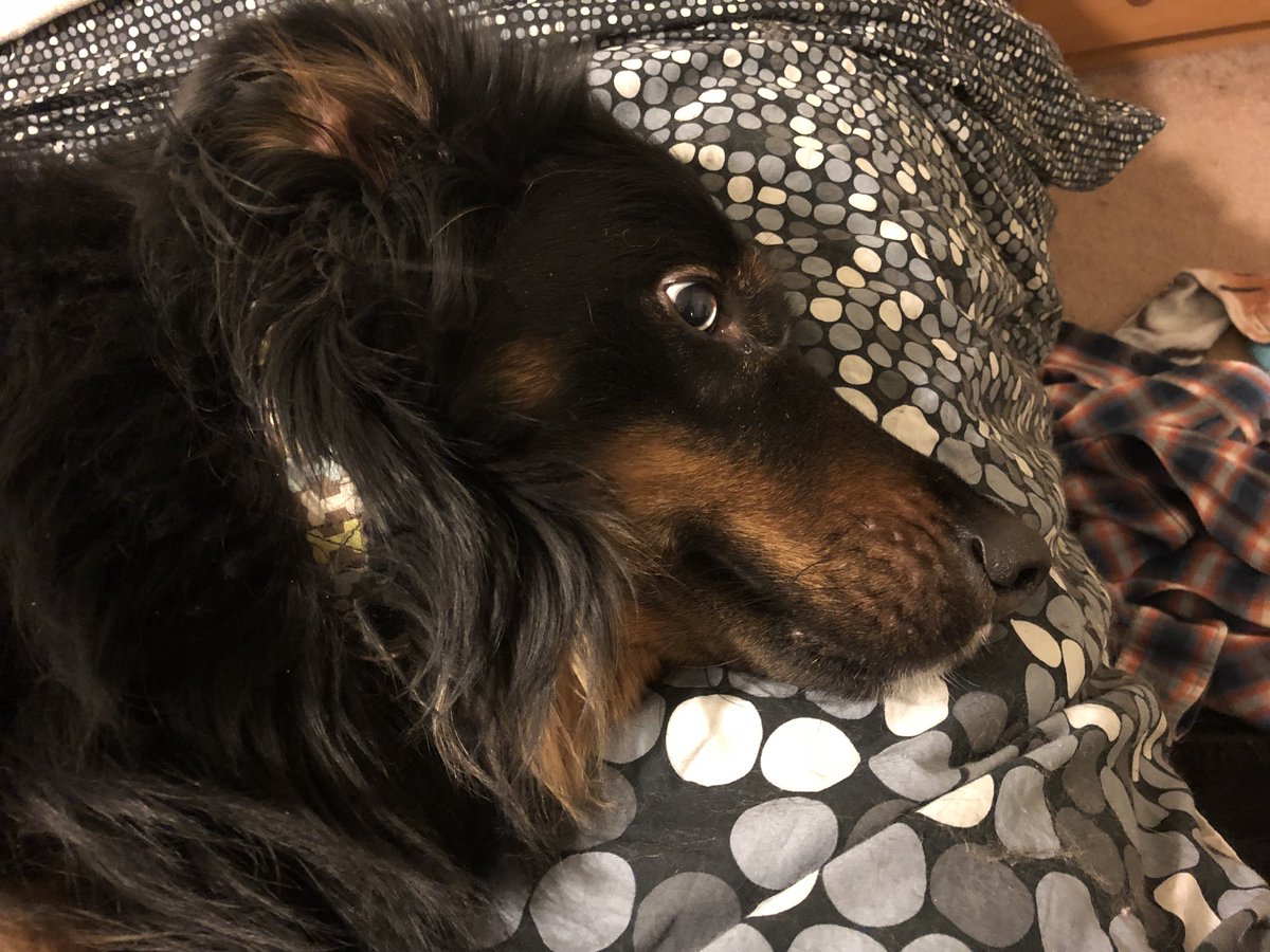 Coda-is-a-Goodboy tweet media