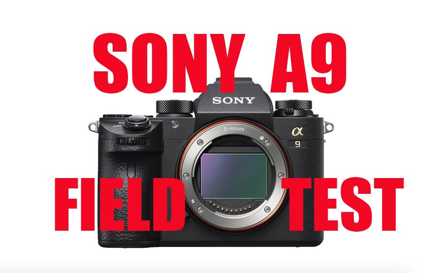 PhotoFreaks's tweet image. The New SONY A9 youtu.be/a4FFPX254us &amp;lt;--check out our field test. @SonyGMaster @SonyAlpha @SonyAlphaRumors @SonyAlphaU @sony @TaFphoto @LeicaRumors @UKNikon @NikonProEurope @CanonProNetwork @DigitalSLRPhoto @DSLR_Newz @D1Camera @photographyrhs @photographyrhs @WHCameraTele