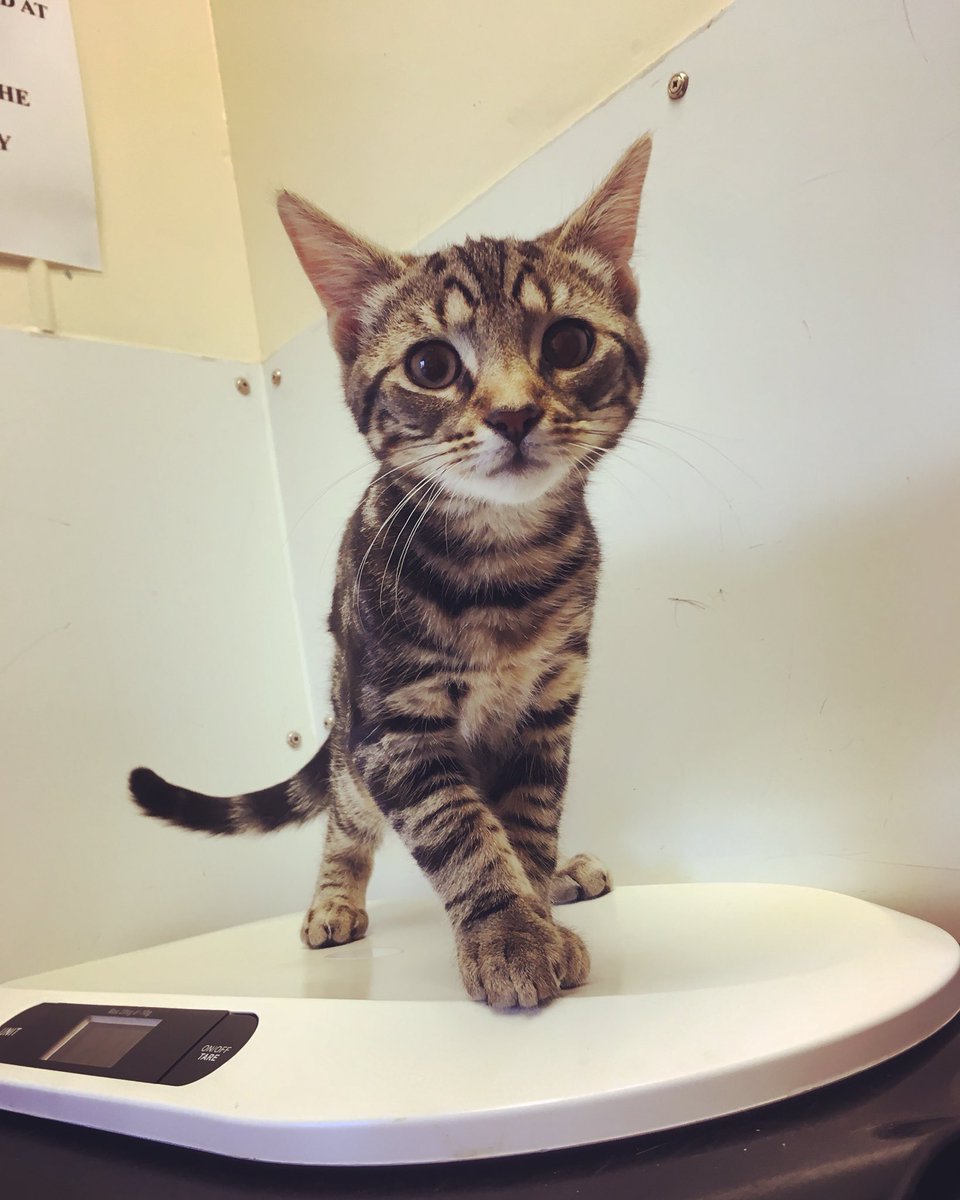 Stdavidvets's tweet photo. Vaccinating your pets is so important! Elvis was very brave for his 2nd injection today 😻 https://t.co/WUXk7tbEiD