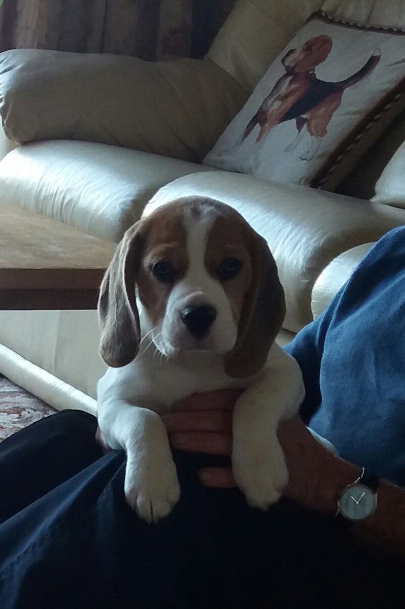 DazRich9's tweet photo. One week to go until we picked our wee jasper up 💙🐶! #weecracker https://t.co/wf8WLj6OPs