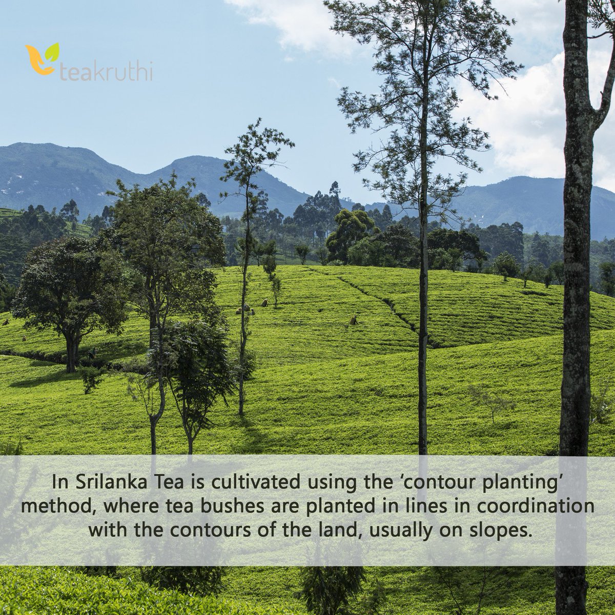 teakruthi's tweet photo. #CeylonTea has become renowned as one of the world's finest teas. https://t.co/lMT09UBEy0 #SingleOrgin #PlantationFresh #Teakruthi #bloggerstribe https://t.co/xHsaXLnCZb