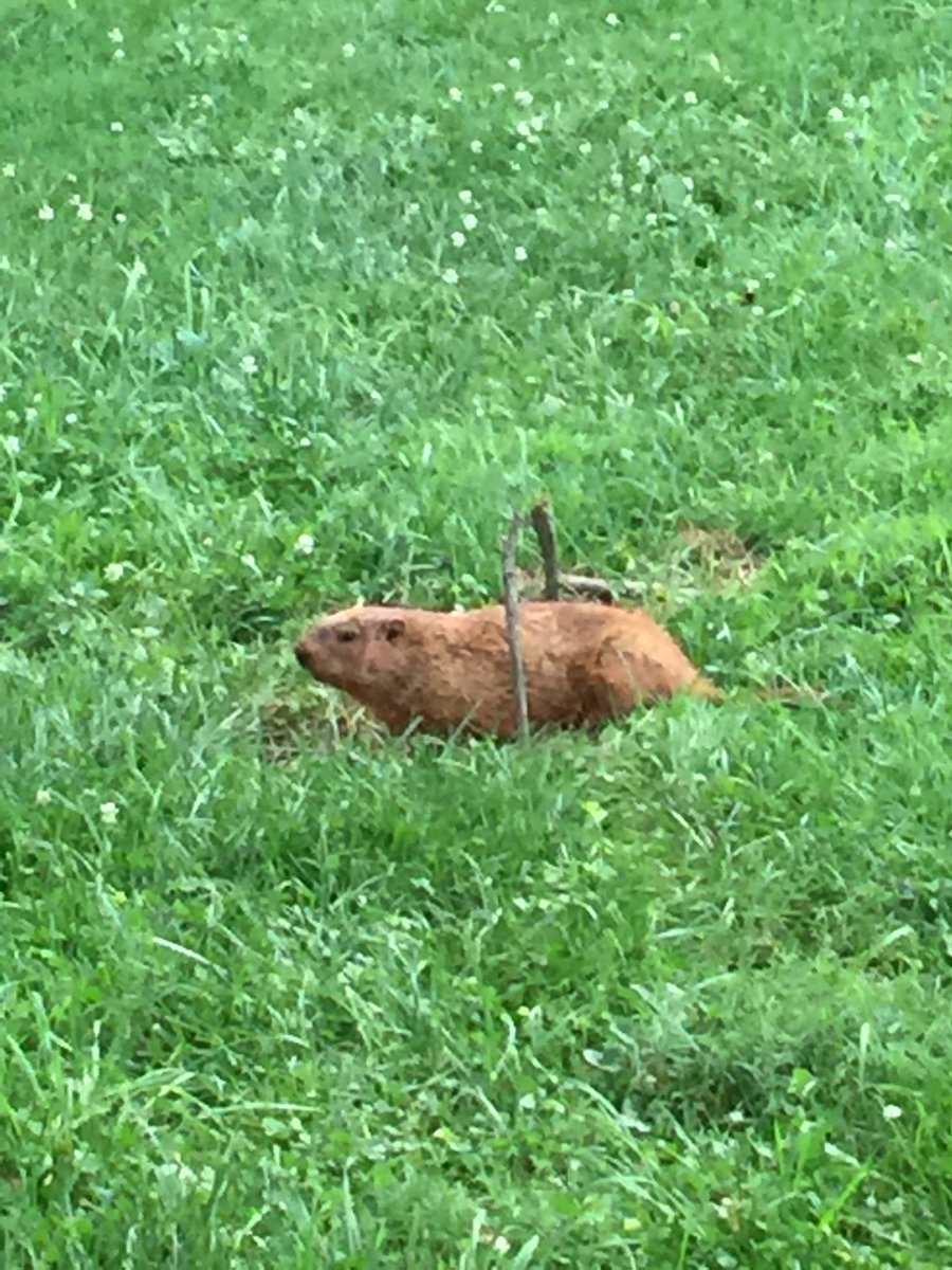 Hannah_Brons's tweet photo. Happy Groundhog Day bitches https://t.co/lURgPD3u8W