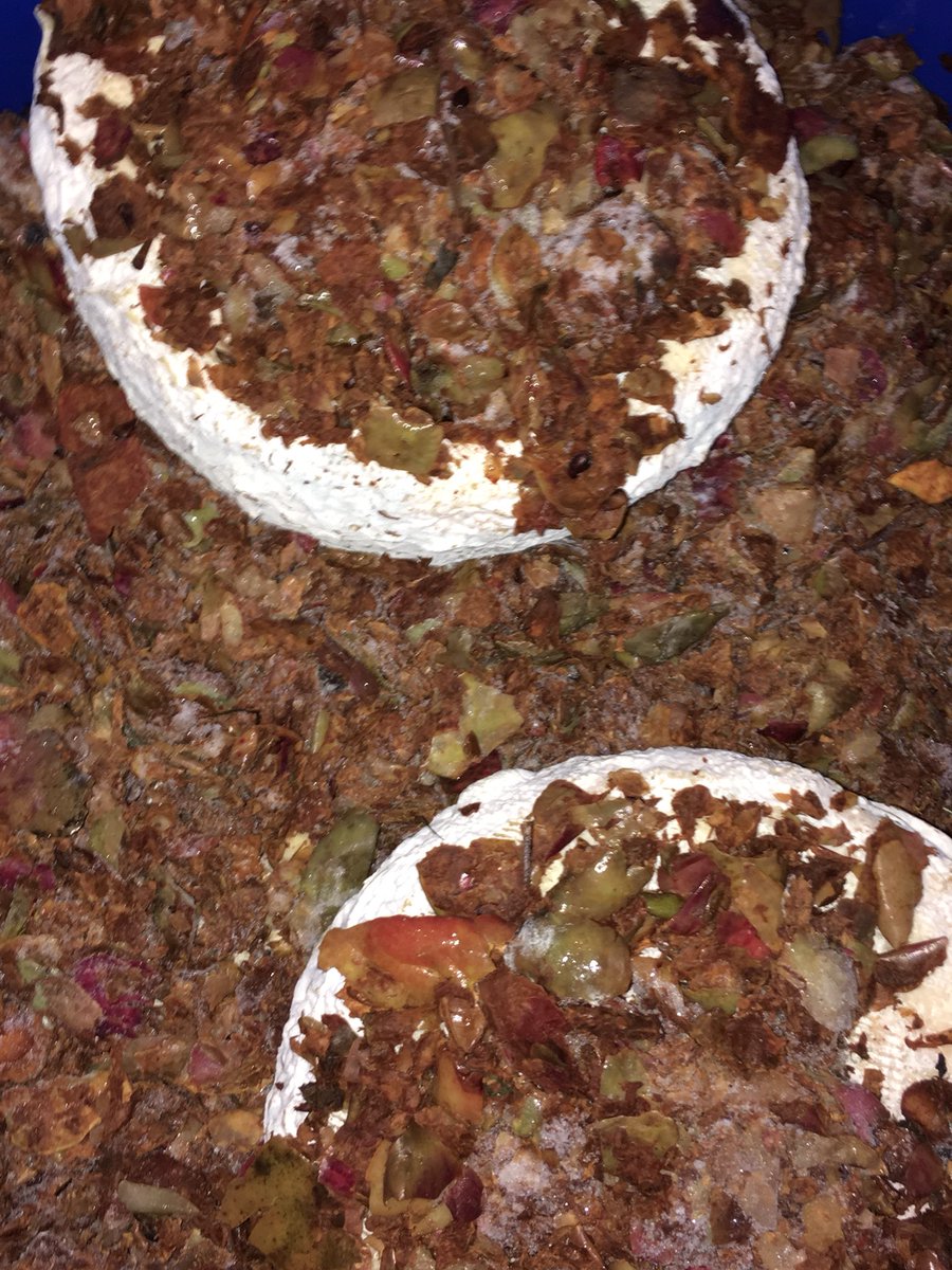 Today a new cheese from Rey Silo has been born, a genuinely Asturian cheese, the union of milk and cider apple.The sum of the Llagar El Gobernador and the Quesería Rey Silo. We present the Massimo del Rey Silo tuned with the magaya of the cider apple of Llagar El Gobernador