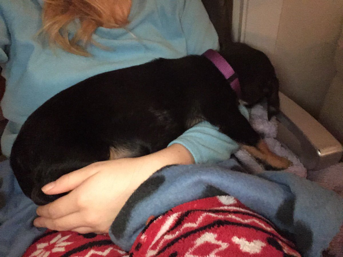 shepardess1's tweet photo. Meet Pidge 🙈😘 My new huntaway X      Absolutely smitten 🙈🙈😁😁 https://t.co/dNzg9aXerf
