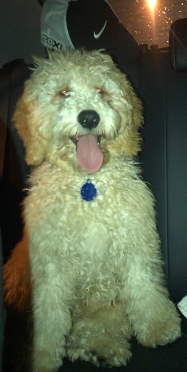 allieblau's tweet photo. 5 hours until we get to pick up our sweet puppy @Blauchikawowwow https://t.co/O3HbAOvPES