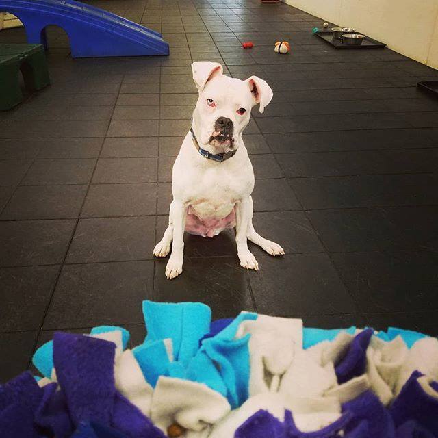 PattiKlumpp's tweet image. Miss Feezy, waiting so patiently for me to put her #snufflemat down. 😍😇😎 🐕 🐶 🐾 #boxersofinstagram #deafdogsrock #whiteboxer #boxersofbuffalo #deafdogshearwiththeirhearts #dogenrichmentspecialist #dogdaycarerocks #enrichmentisfun #makethemthink #f… ift.tt/2h923Ut