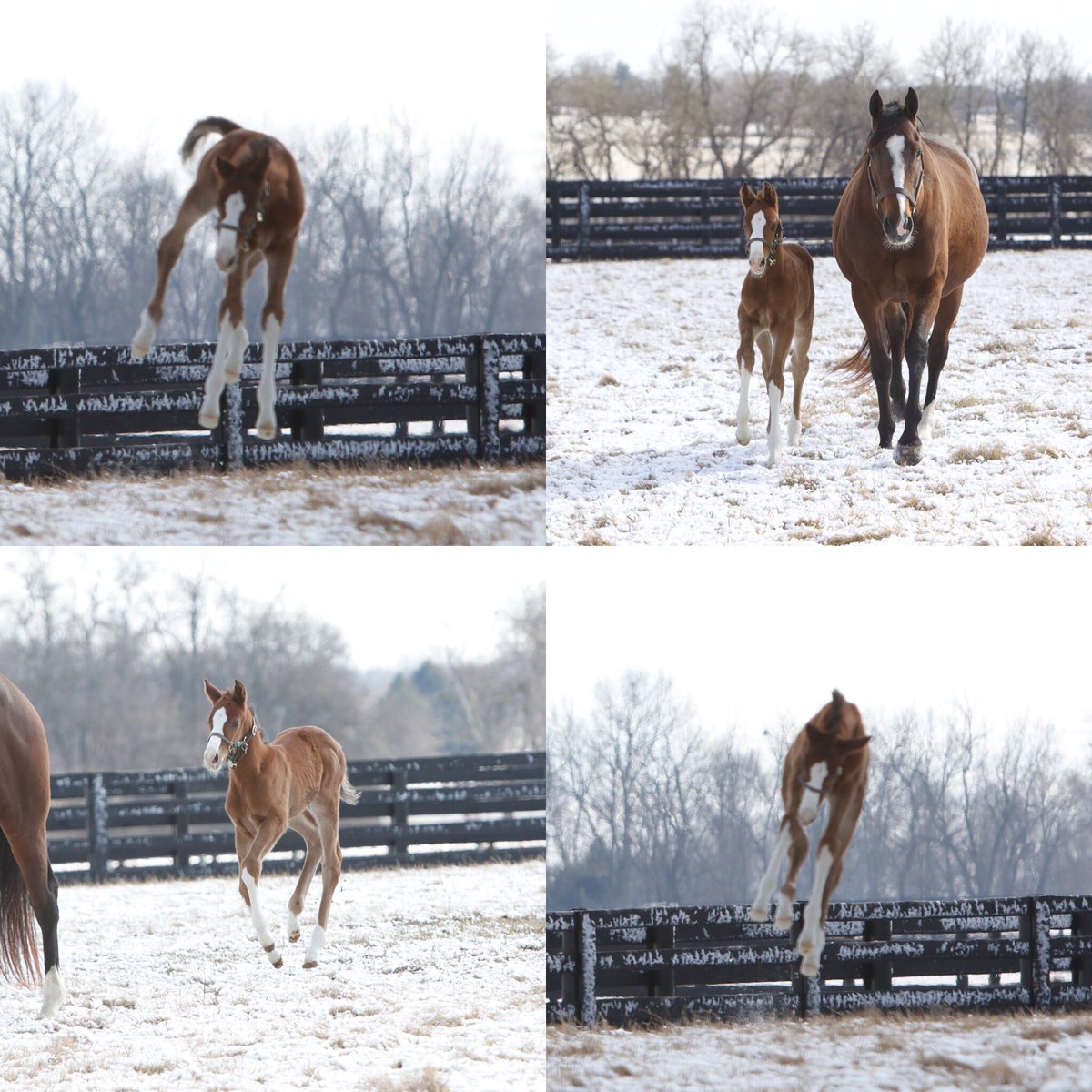 Foal Friday !! #bottomsup #noblemission #itstheweekend