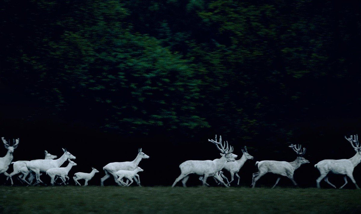 calyptra tweet media