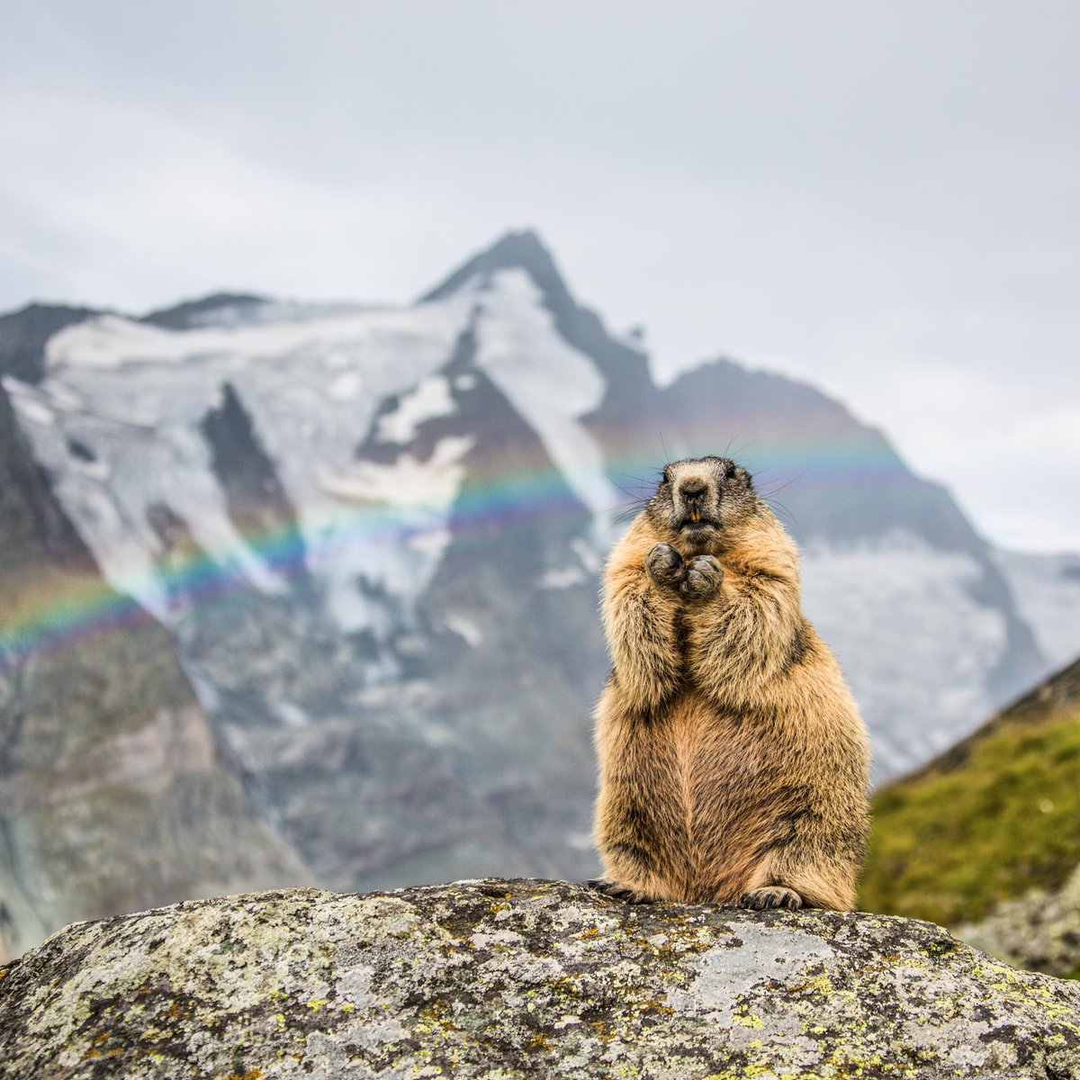 Discovery's tweet image. Photo of the Day: Cold weather lovers rejoice! Punxsutawney Phil saw his shadow this morning, predicting 6 more weeks of winter. This happy marmot might not be Phil himself, but he seems excited by the prospect of just a bit more hibernation.