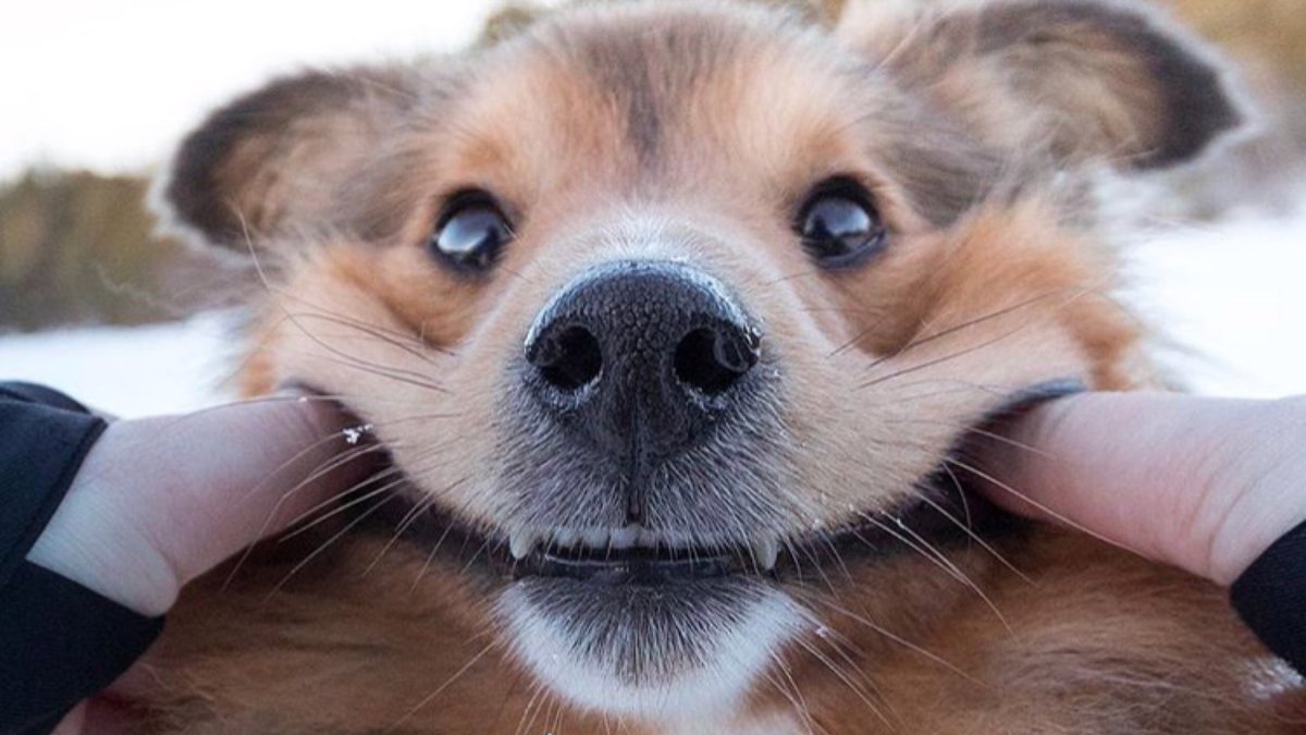 Oh Weekend, I'm so happy to see you! 🙋🏻‍♂️ 😊 What have you all got planned for the weekend? PhotoCred: @lucathesheltie instagram.com/p/Bes_63TFNWg/