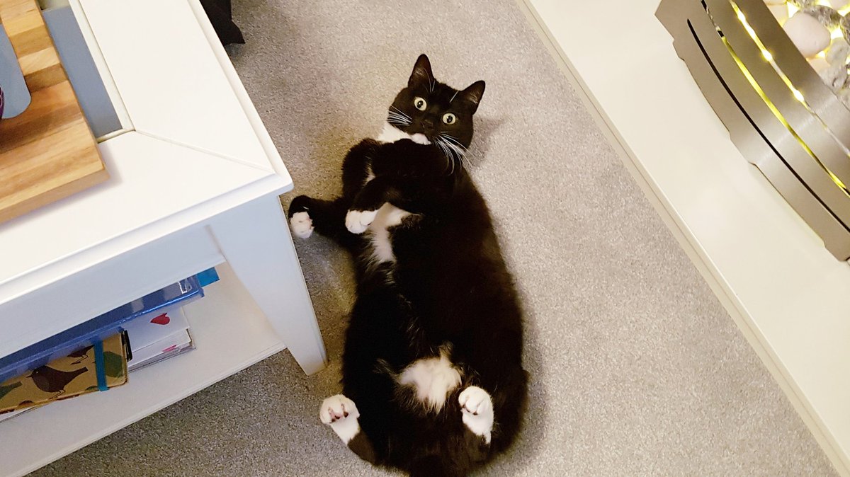 CuriousZelda's tweet photo. Morning me: "Tonight, I relax." 
Evening me: https://t.co/OJEYOZMli0