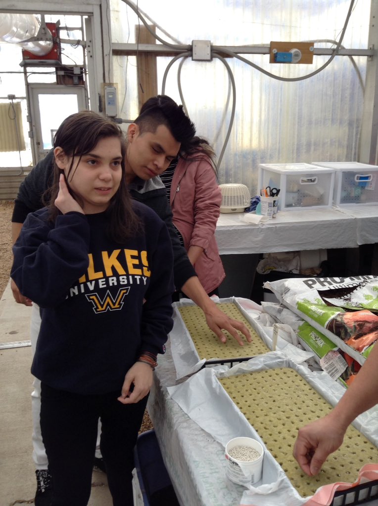 ACCSustainGo's tweet image. The first round of organic lettuce seeds for our aqua phonics system are sprouting in ACC greenhouse! @APSCareerCenter #APSGreen