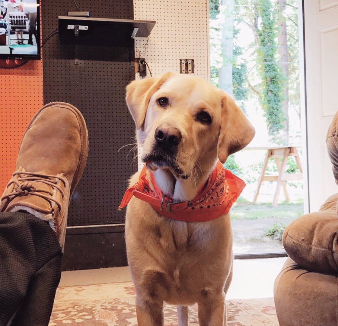 PubChairBeavs's tweet photo. Our Dawg of the Day is the famous Magic!π @Magic_Dawg_ is a legend here in Corvallis and belongs to @TannerRanner. This pooch has a lot of energy and loves playing fetch with the boys... or girls π #WhatADawg #MagicMentality https://t.co/tkFxCM3dxF