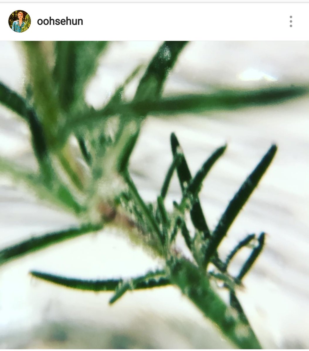 Hunhan_turkey's tweet photo. Rosemary     "Faithful lovers"

  Biberiye "Sadakat dolu, unutulmaz aşk"

#HunHan #sehun #luhan #EXOL #iHeartAwards #BestFanArmy #selu #luse https://t.co/UWWINg5YFW
