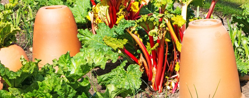 Next month see's Wakefield's Rhubarb festival. Here <a href="/AckworthGardenC/">AckworthGardenCentre</a> gives tips on growing rhubarb: goo.gl/xmhsCv