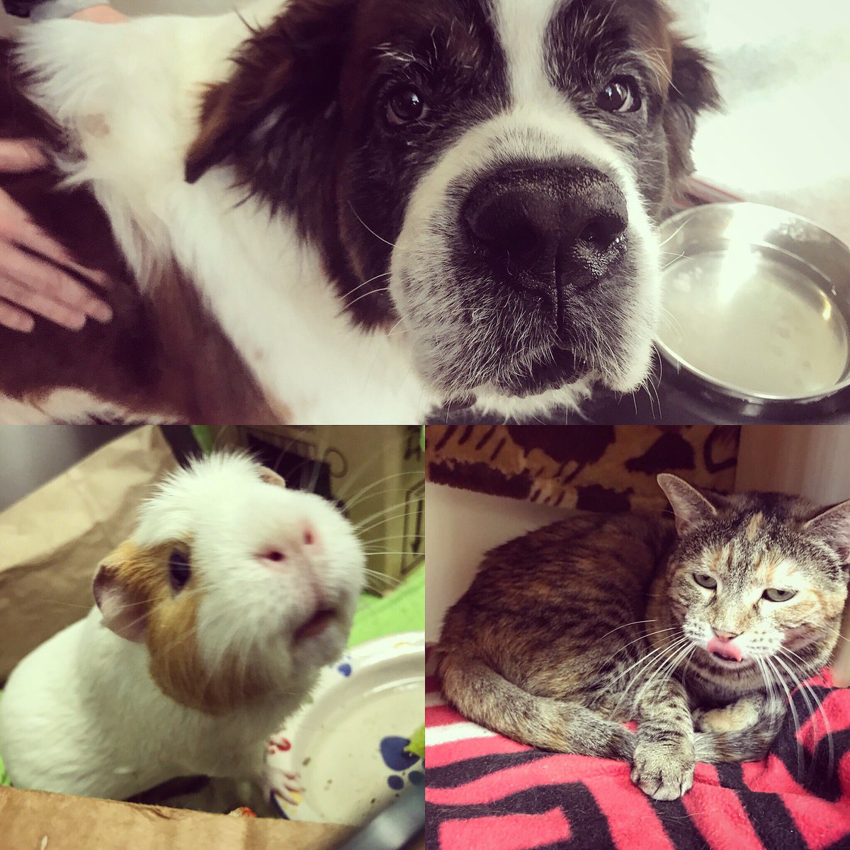 Jumping_Rock's tweet photo. Excited about our new partnership with Wake County SPCA. Every project kick-off meeting should involve animals! #dog #cat #ginniepig #saintbernard #spca #animals #videoproduction #raleigh #northcarolina #wakecounty #visitnc https://t.co/WgSv3aCtpw