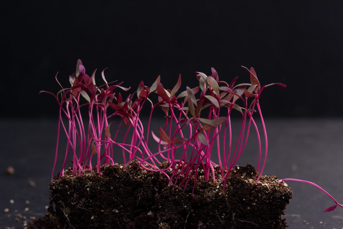 Is it a #microgreen or a micro-burgundy-green? It’s complicated. And that’s appropriate for complex blend of taste and texture of Burgundy Amaranth bit.ly/2dMNinU #InSeasonNow