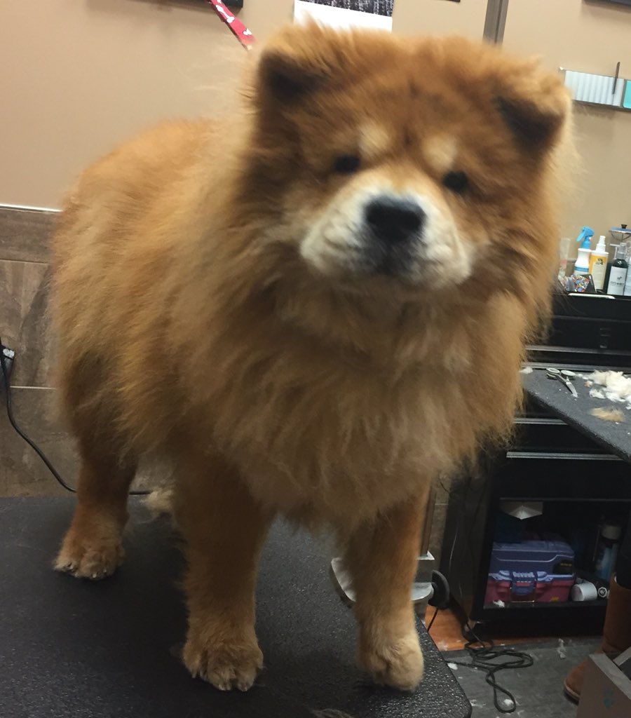 PV_MavisDundas's tweet photo. Fozzie the Chow Chow coming in for a tidy up. A lovely dog and sad to say ciao ciao when he leaves! #ChowChow #grooming https://t.co/Ur5YzAUbnq