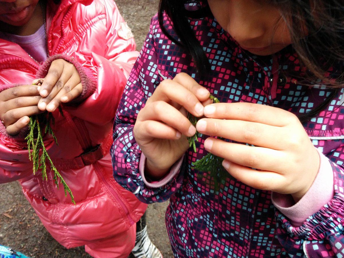 lwongmontessori's tweet photo. #forestfriday using their senses to learn about cedar trees #mindfulness @ConnaughtElem @newwestschools #sd40learms https://t.co/Ew0Ekc7iVQ