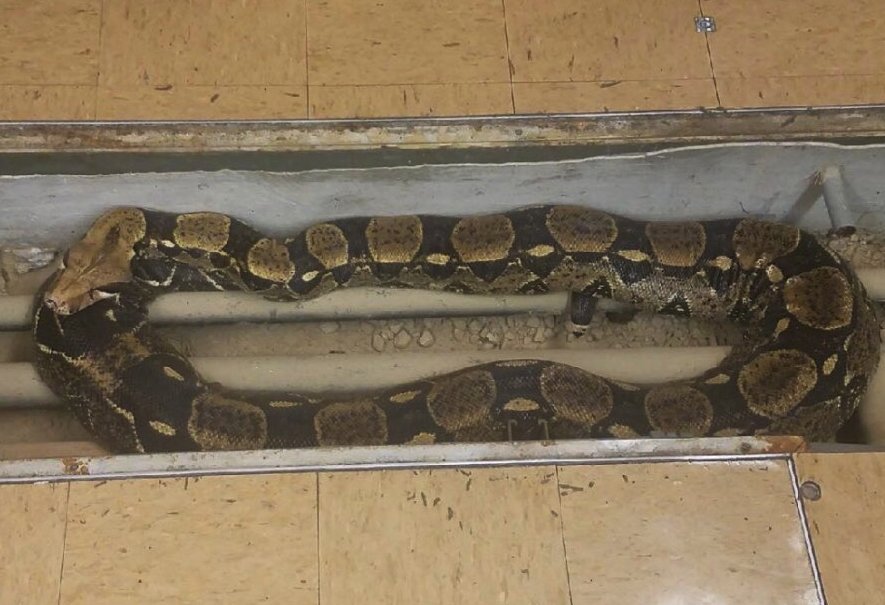 FOX2now's tweet photo. Search for missing snake prompts early release of Brentwood students https://t.co/NHY4JEaNLJ https://t.co/V21rUwmeuk