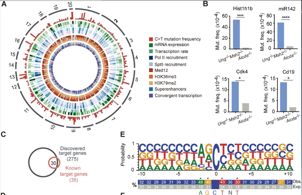 mmw_lmw's tweet photo. #SomaticHyperMutation | Activation Induced Deaminase #AID Targets: Implications for Oncogenic Transformation | AlmudenaRamiro @CNIC_CARDIO @JExpMed https://t.co/w8Tb4HAlxJ https://t.co/8B2Nmgj6qA