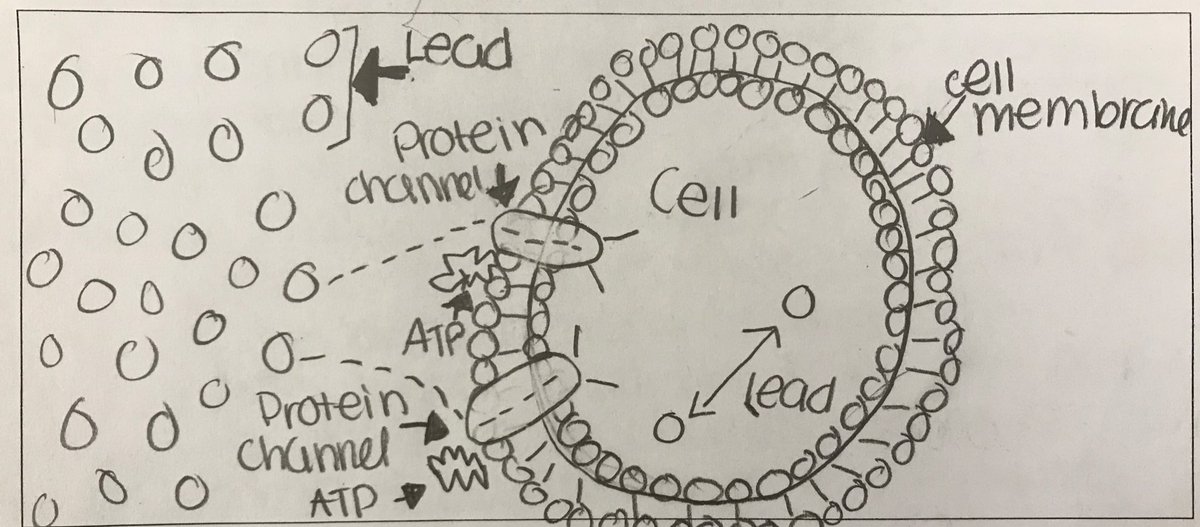 MsVanValen's tweet photo. How does lead enter cells to result in lead poisoning? Before &amp; after student models show evidence of learning #ngss https://t.co/dA2aCPKPWj