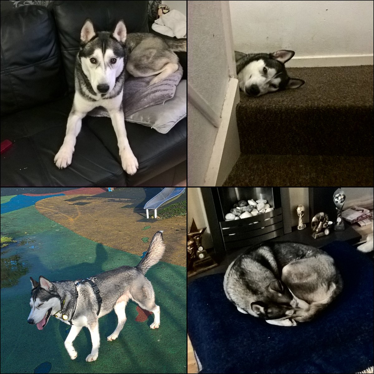 RandomScouser's tweet image. Toby adopted us from @DT_Merseyside 2 weeks ago and has settled in like he's been here for years, he loves teddy's, food, bones &amp;amp; long walks #DogsTrust #Merseyside #ReHome #Husky