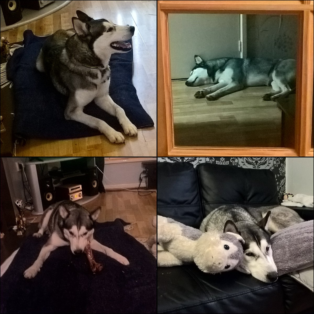 RandomScouser's tweet image. Toby adopted us from @DT_Merseyside 2 weeks ago and has settled in like he's been here for years, he loves teddy's, food, bones &amp;amp; long walks #DogsTrust #Merseyside #ReHome #Husky
