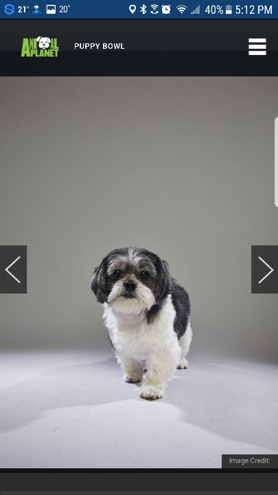 dmbfan72's tweet photo. So my dog will be on the #dogbowl this weekend not #puppybowl #teamcujo https://t.co/qkb7seMDTR