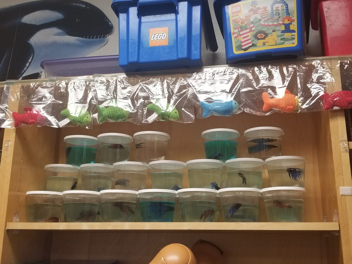 J_Pena_Salazar's tweet photo. Becoming a Self-manager in Mrs. Salazar's classroom is quite a process but such a big deal! I'm so happy that my 1st self-manager has earned her fish! #awesomebehavior
#lewisinspired 
#bmcinspired 
#salazarsselfmanagers https://t.co/OOTp4EkuLs